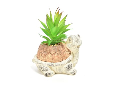 Piantina aloe in vaso tartaruga di cemento 14x10x20 cm - M Home Online